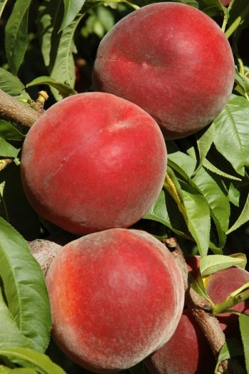 Персик домашній ‘Роял Естет’|Prunus persica ‘Royal Esthete’|Персик домашний ‘Роял Естет’